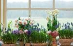 Lust auf Duft - Frhlingsblumen