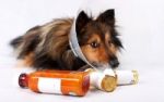 Homopathie fr Hund und Katz  - Hilfe auch bei Verhaltensproblemen