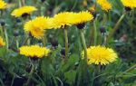 Lwenzahn - ein wahrer Powerstoff aus der Natur