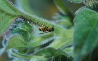 Biodiversitt - geht mich das was an?