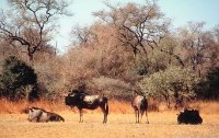 Afrika - Kontinent der Vielfalt