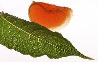 Detox your Life - Entgiften fr mehr Wohlbefinden