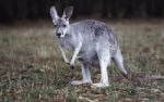 Australien - Am anderen Ende der Welt