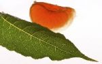 Detox your Life - Entgiften fr mehr Wohlbefinden