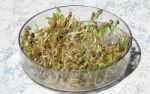 Fenchelsprossen - gesund und gut