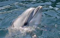 Tiergesttzte Therapieformen - Zuneigung ohne Vorurteile