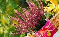 Herbstbalkon im neuen Look - Zurck zur Natur mit erdigen Farben