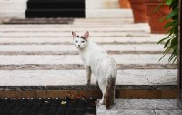 Was ist dran - am tierischen 7. Sinn?