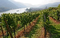 Auf die sanfte Tour - Wandern in der Wachau