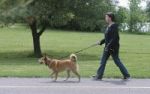 Dogsitting - Wohin mit dem Liebling?