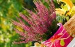 Herbstbalkon im neuen Look - Zurck zur Natur mit erdigen Farben