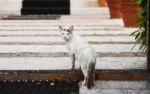 Was ist dran - am tierischen 7. Sinn?