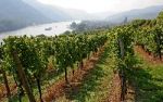 Auf die sanfte Tour - Wandern in der Wachau