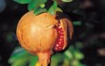Der Granatapfel - das kleine, rote Kraftpaket