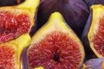 Die Feige - fruchtbare Versuchung