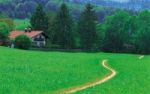 Wegwarte - hellblaue Heilpflanze