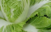 Chinakohl - vitaminreicher Schlankmacher