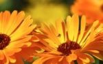 Ringelblume - Heilpflanze des Jahres 2009