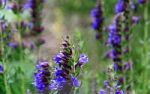 Ysop - Hyssopus officinalis