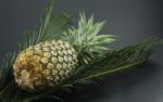 Ananas - gesunde Kstlichkeit