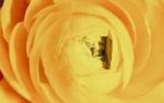 Die Sprache der Blumen  - durch die Blume gesagt