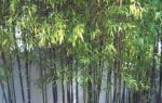Die Wandlungsphase Holz - das aktuelle Element in der chinesischen Ernhrungslehre