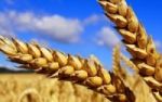 Glutenfreie Ernhrung  - getreideloser Genuss