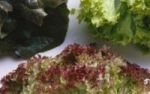 Batavia Salat  - das Auge isst mit!