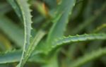 Aloe  - Quellle der Jugend aus der Wste