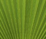 Phytotherapie - Flower Power fr die Gesundheit