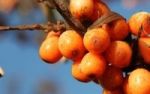 Cobalamin - ein lebenswichtiger Vitalstoff