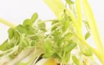 Sprossen ziehen  - Vitamine von der Fensterbank