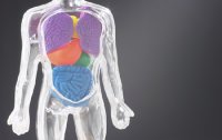 Schilddrsenhormone - sorgen fr den ntigen Antrieb