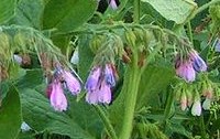 Allantoin  - ein Wirkstoff fr die Hautzellen 