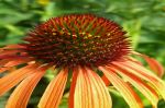 Gartenpflanzen mit Mehrwert - so schn wie heilsam