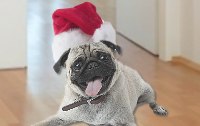 Einmal Weihnachten  - bitte ohne Stress  