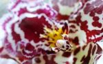 Orchideen