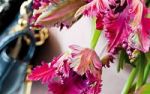 Tulpe
