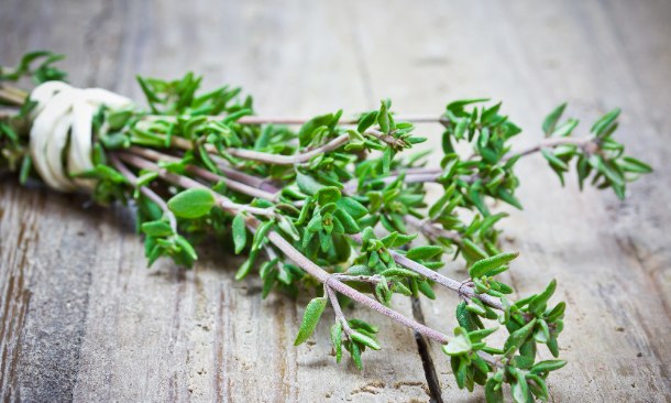 Thymian