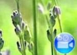 Lavendel