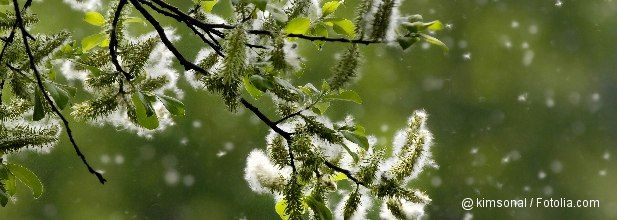 Pollen