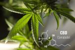 CBD l
